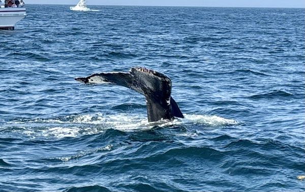 7 Seas Whale Watch by null