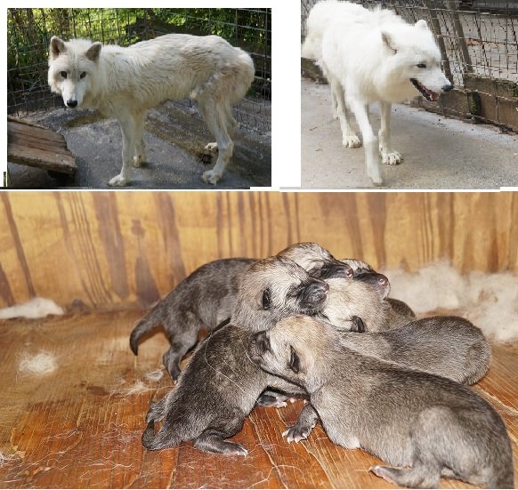 WOLFWALKER WOLVES Request Information Montebello, Virginia Pet