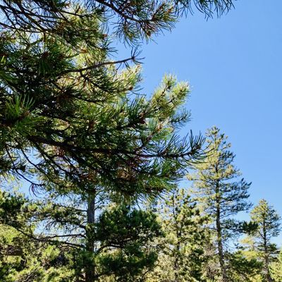 Golden Gate Canyon State Park by null