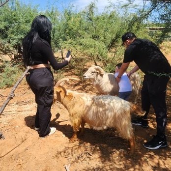 Harmony Acres Ranch - Petting Zoos Near Me - Cornville, Arizona Harmony Acres Ranch - Petting Zoos Near Me - Cornville, Arizona
