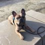 Photo of Anna The Dog Trainer