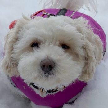Little River Pet Service - Sophi - Pet Sitting Near Me Little River Pet Service - Sophi - Pet Sitting Near Me