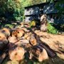 Weasels Tree Service and Landscaping