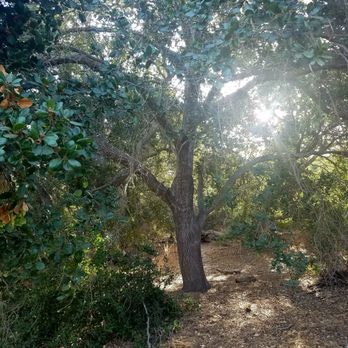 Laguna Coast Wilderness Park - I like trees - Parks Near Me - Laguna Beach, California Laguna Coast Wilderness Park - I like trees - Parks Near Me - Laguna Beach, California