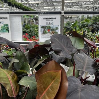 Valley View Farms - Philodendron - Nurseries & Gardening Near Me - Cockeysville, Maryland Valley View Farms - Philodendron - Nurseries & Gardening Near Me - Cockeysville, Maryland
