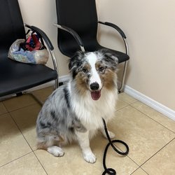 Grove Animal Hospital