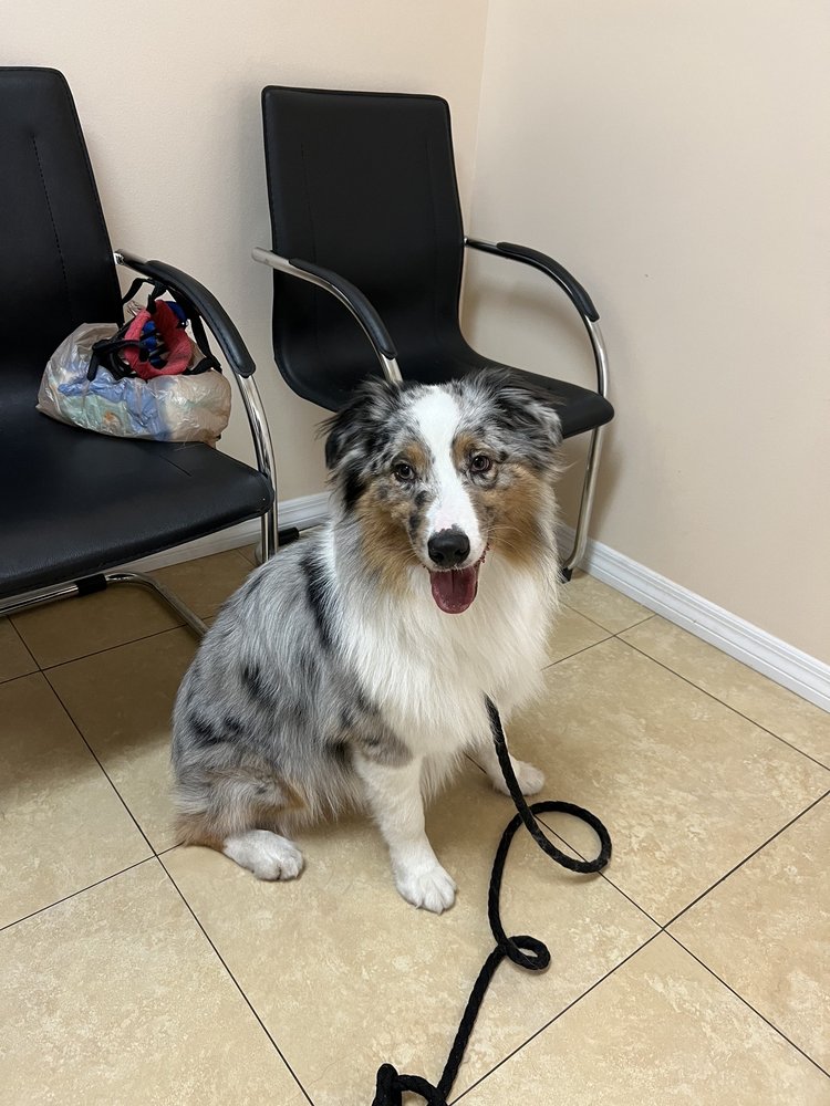 Grove Animal Hospital Image