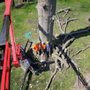 Photo of Tree Guys