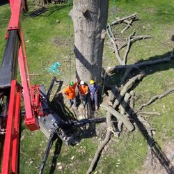 Tree Guys - Aerial view
