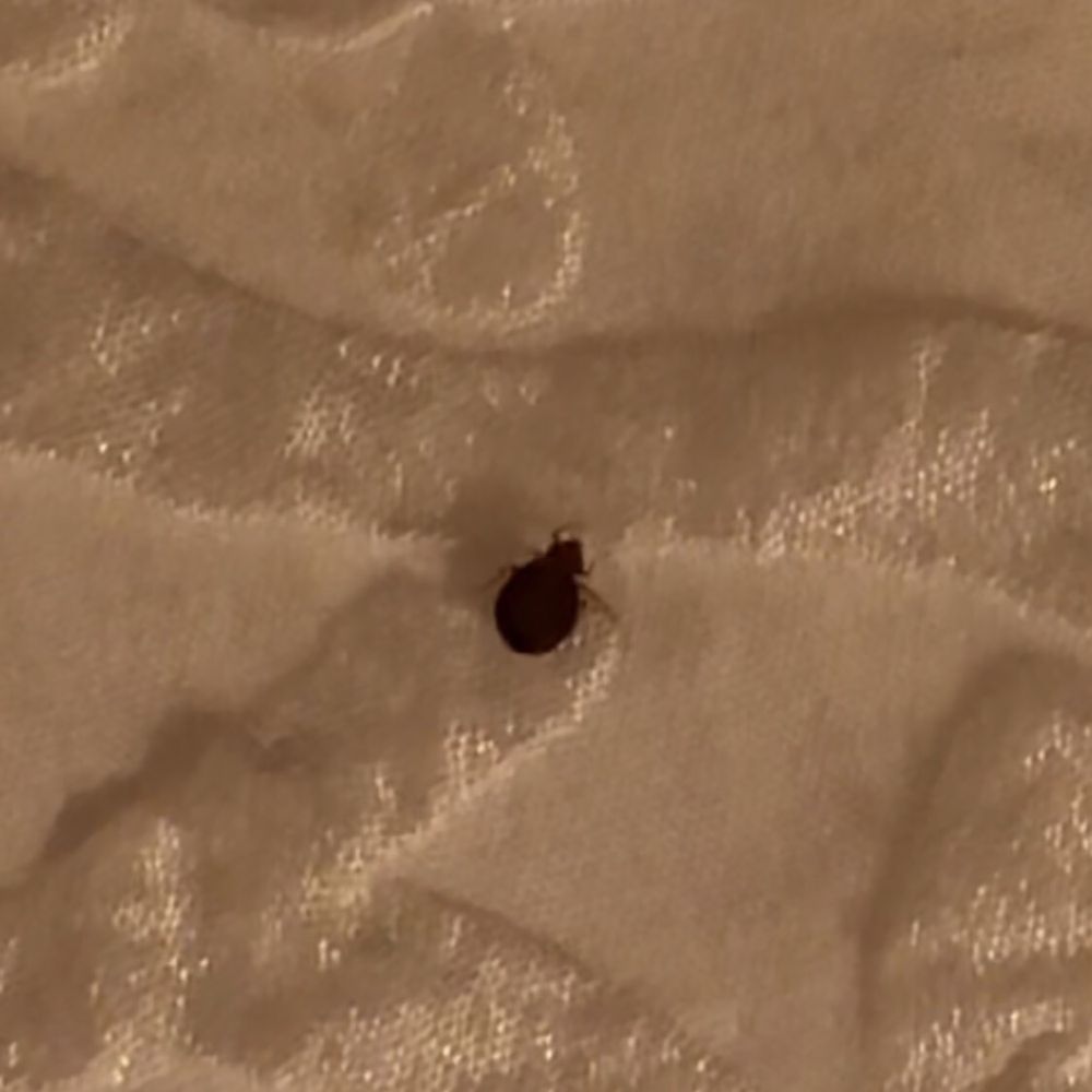 Bed bug on hotel bed.