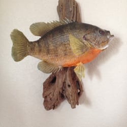 Artisan Taxidermy - Found Joe The Bug Man online and he did a great job on my Pumpkinseed mount!