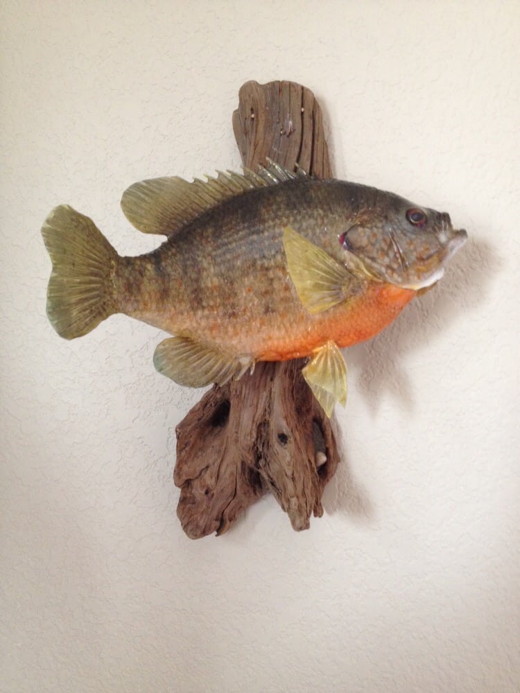 Artisan Taxidermy - taxidermy in Burlington, WI