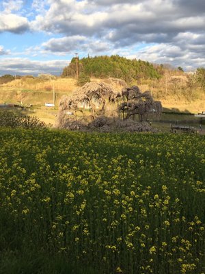 Miharu Takizakura by null