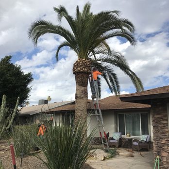 Bell de Mar Landscaping & Maintenance - Palm tree trimming - Landscaping Near Me Bell de Mar Landscaping & Maintenance - Palm tree trimming - Landscaping Near Me