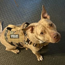 Sierra K 9 Academy