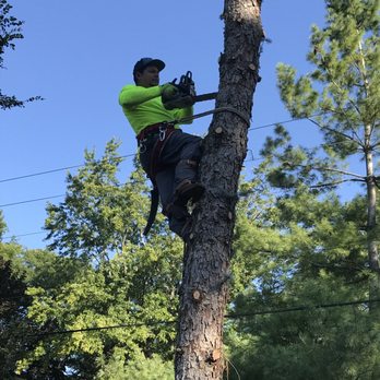 RC Tree Service & More - a man climbing a tree - Tree Services Near Me RC Tree Service & More - a man climbing a tree - Tree Services Near Me