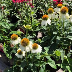 Secret Garden Nursery