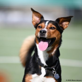 Paradise Pet Resorts - Pet Sitting Near Me - Rohnert Park, California Paradise Pet Resorts - Pet Sitting Near Me - Rohnert Park, California
