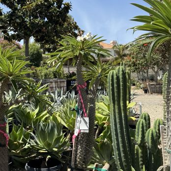 Moon Valley Nurseries - cactus - Landscaping Near Me - Torrance, California