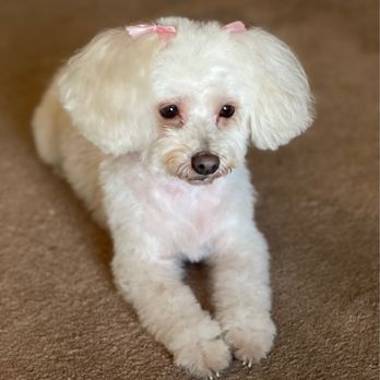 Wow Doggy Pet Salon - Nala after her grooming appointment - Pet Groomers Near Me - Gardena, California