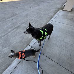 Grooming By Moraine - Waiting patiently for them to open