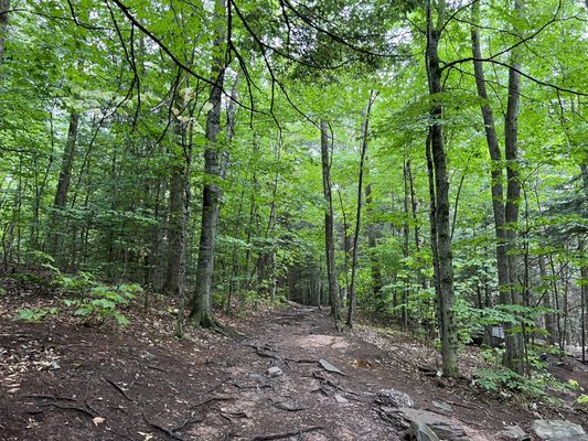 Kaaterskill Falls, Viewing Platform by null