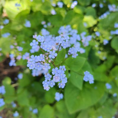 Marian Coffin Gardens at Gibraltar by null