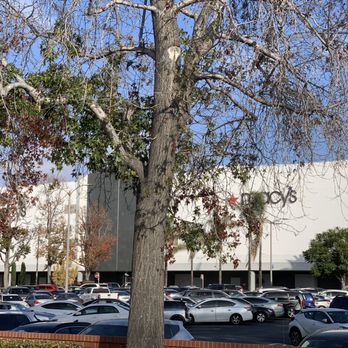 Macy's - 11/30/22 Sad looking at trees with fallen leaves - Department Stores Near Me - Lakewood, California