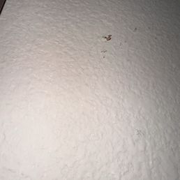 Smashed bed bug Smashed bed bug