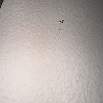 Quality Inn & Suites Minden - Smashed bed bug - Hotels Near Me - Minden, Nevada Quality Inn & Suites Minden - Smashed bed bug - Hotels Near Me - Minden, Nevada