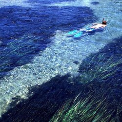 Snorkel TX - Clear waters reveal the rare and endangered Texas Wild Rice. The San Marcos River is the only place in the world where this plant grows.