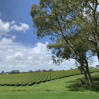 Zealong Tea Estate - The tea plantation - Coffee & Tea Near Me - Hamilton, WKO