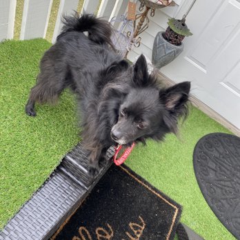 A Classical Touch - My dog that is groomed here. - Pet Groomers Near Me - Fort Wayne, Indiana A Classical Touch - My dog that is groomed here. - Pet Groomers Near Me - Fort Wayne, Indiana