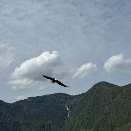 Bald Eagle experience