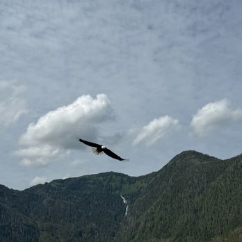 George Inlet Lodge - Bald Eagle experience - Venues & Event Spaces Near Me - Ketchikan, Alaska