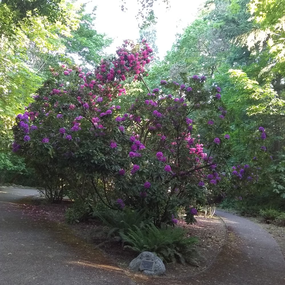Lithia Park - Parks Near Me - Ashland, Oregon Lithia Park - Parks Near Me - Ashland, Oregon