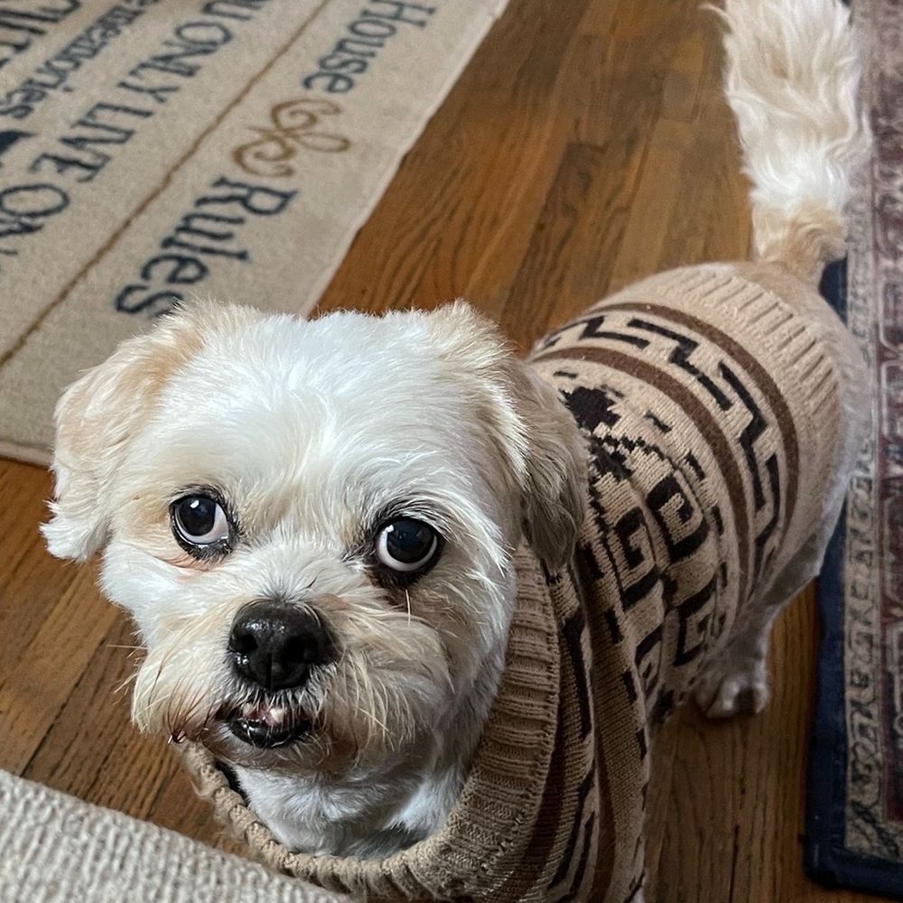 My little Tokio will be forever in our hearts. My little Tokio will be forever in our hearts.