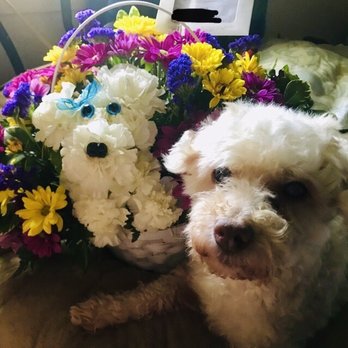 Aggieland Flowers & Chocolates - My dog is in front so the basket looks smaller. It is really big and fresh! - Florists Near Me - College Station, Texas Aggieland Flowers & Chocolates - My dog is in front so the basket looks smaller. It is really big and fresh! - Florists Near Me - College Station, Texas