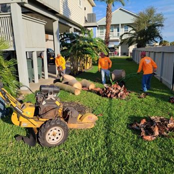 Tree Worxx - Tree engineers cleaning up limbs dead palm tree - Landscaping Near Me - Galveston, Texas