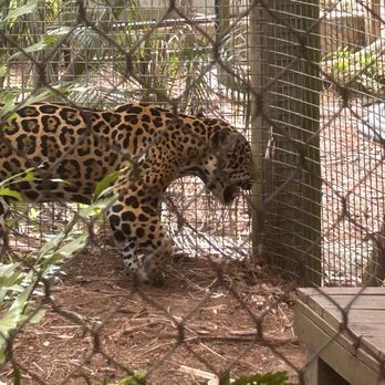 Brevard Zoo - Jaguar - Zoos Near Me - Melbourne, Florida