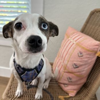 Paw Chi Holistic Veterinary Care - Holistic Animal Care Near Me - Roseville, California Paw Chi Holistic Veterinary Care - Holistic Animal Care Near Me - Roseville, California