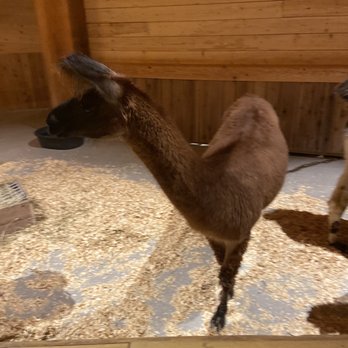 Ark Encounter - Live animal display inside the ark. - Museums Near Me - Williamstown, Kentucky