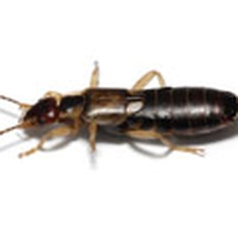 Sergio's Pest Control - Pest Control Near Me - West Bloomfield, Michigan
