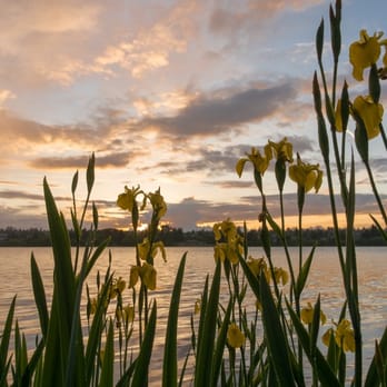 Green Lake Park - sunset irises after a rain - Parks Near Me - Seattle, Washington