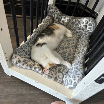 Whisker Station - a cat sleeping in a cat bed - Pet Adoption Near Me - Kirkwood, Missouri