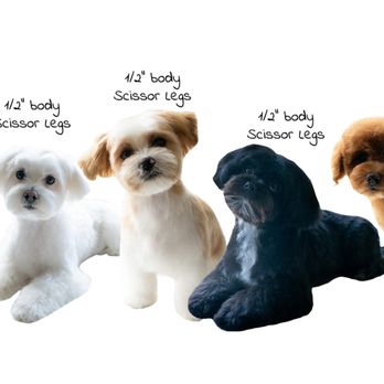 Wagsup - Teddy Bear cut on different breeds - Pet Stores Near Me - Toronto, Ontario Wagsup - Teddy Bear cut on different breeds - Pet Stores Near Me - Toronto, Ontario