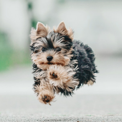 Hunter's Animal Hospital