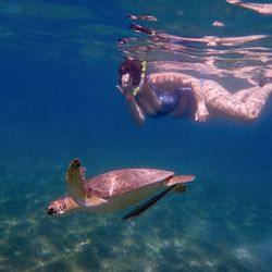 St Thomas Adventure Tours - Turtle