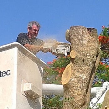 Your Expressing Tree - Tree Services Near Me - Homestead, Florida Your Expressing Tree - Tree Services Near Me - Homestead, Florida