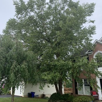 Appalachian Tree Co. - River birch in front - Tree Services Near Me - Mount Airy, Maryland